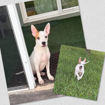 Flora -  Mixed Breed Dog for Adoption in Naples, Florida - Flora | PetCurious