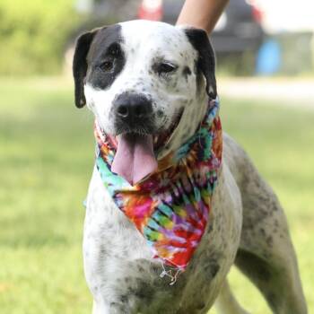 Kenai -  Mixed Breed Dog for Adoption in Columbia, South Carolina - Kenai | PetCurious