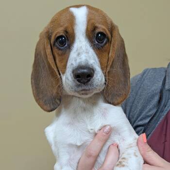 Tiki -  Beagle Dog for Adoption in Accident, Maryland - Tiki | PetCurious