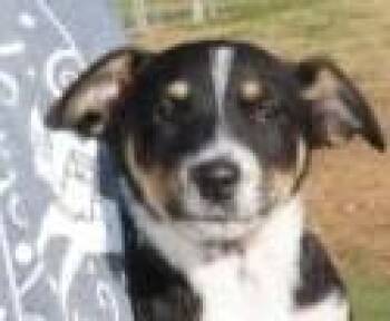 Australian Shepherd and Mixed Breed Dogs Available for Adoption - Prancer | PetCurious