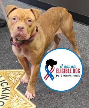 Pit Bull Terrier Dogs Available for Adoption - Sally (11460) | PetCurious