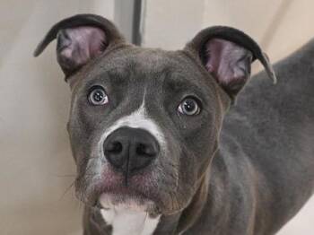 Staffordshire Bull Terrier Dogs Available for Adoption in Portland, Oregon - Remy | PetCurious