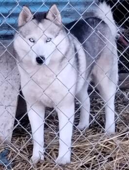 Siberian Husky Dogs Available for Adoption - Alpo | PetCurious