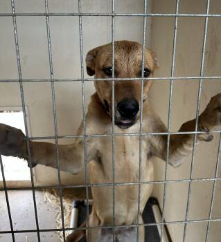 Mixed Breed Dogs Available for Adoption - Natalie | PetCurious