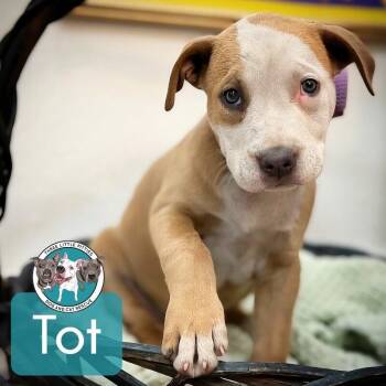 Labrador Retriever and Pit Bull Terrier Dogs Available for Adoption in Friendswood, Texas - Tot Cutesy | PetCurious