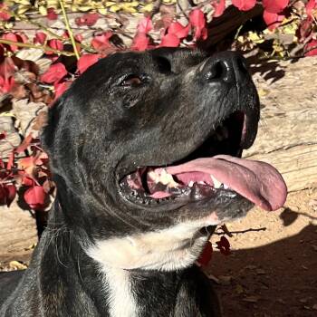 Rescue American Staffordshire Terrier Dogs for Adoption in North Valley, New Mexico - Bodacious Mr Bark Vadar ~ ROCK STAR ! | PetCurious