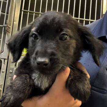 Mixed Breed Dogs Available for Adoption - Luca | PetCurious