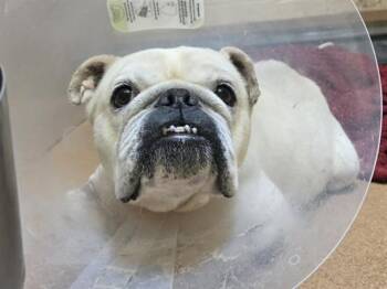 English Bulldog and Mixed Breed Dogs Available for Adoption in Martinez, California - LISA SIMPSON | PetCurious