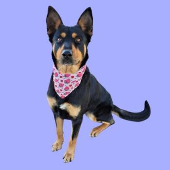 Shepherd and Rottweiler Dogs Available for Adoption in Thousand Oaks, California - Cookie - URGENT AND AT RISK | PetCurious