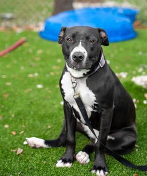 Mixed Breed Dogs Available for Adoption - SIMEA | PetCurious