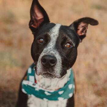 Australian Cattle Dog Blue Heeler Dogs Available for Adoption in Krum, Texas - Bingo  | PetCurious