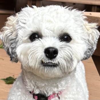Angel -  Shih Poo and Miniature Poodle Dog for Adoption in Somerville, Massachusetts - Angel | PetCurious