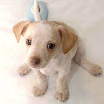 Chihuahua and Dachshund Dogs Available for Adoption - Sugarplum - Sweet Treats Litter | PetCurious