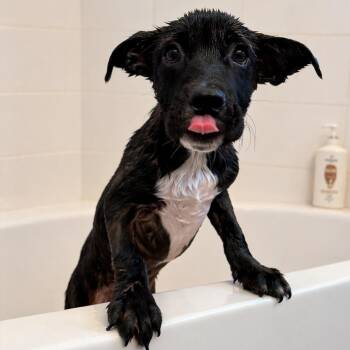 Belgian Shepherd Malinois and Labrador Retriever Dogs Available for Adoption in Carmel Hamlet, New York - Owl | PetCurious