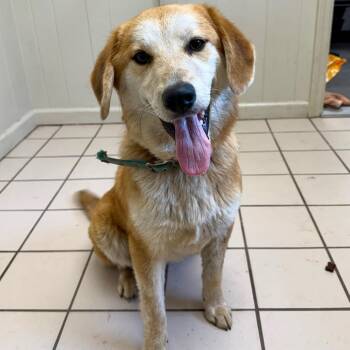 Retriever and Labrador Retriever Dogs Available for Adoption in Tuscaloosa, Alabama - Max | PetCurious