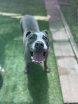 Rescue American Staffordshire Terrier Dogs for Adoption in Spring, Texas - Suzy | PetCurious