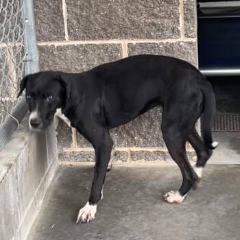 Shiloh -  Labrador Retriever and Pit Bull Terrier Dog for Adoption in Richmond Hill, Georgia - Shiloh | PetCurious