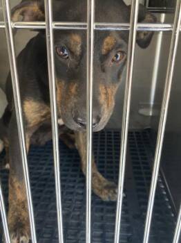 Mixed Breed Dogs Available for Adoption in Dallas, Texas - NACHO | PetCurious