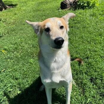 Karma D11925 -  German Shepherd Dog and Husky Dog for Adoption - Karma D11925 | PetCurious