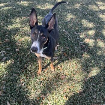 German Pinscher Dogs Available for Adoption - RILEY  (Loyal, Loving, Great Inside Manners, Loves Playing Ball) | PetCurious
