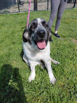 Prada -  Great Pyrenees Dog for Adoption in Piedmont, California - Prada | PetCurious