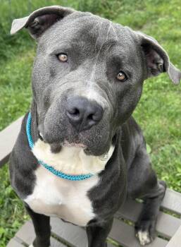 Johnny -  Pit Bull Terrier Dog for Adoption in Anderson, Indiana - Johnny | PetCurious
