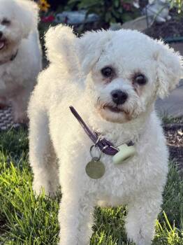 Ellie -  Bichon Frise Dog for Adoption in East Greenville, Pennsylvania - Ellie | PetCurious