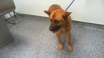 A1266728 -  German Shepherd Dog and Mixed Breed Dog for Adoption in Charlotte, North Carolina - A1266728 | PetCurious