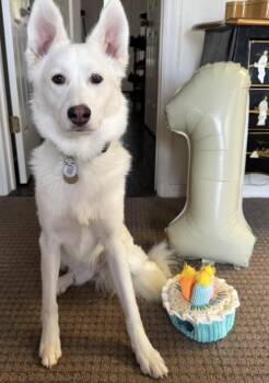 Cannoli -  Husky and Great Pyrenees Dog for Adoption in Lake Monroe, Florida - Cannoli | PetCurious
