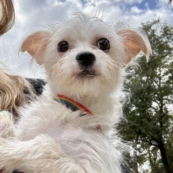 Hattie -  Maltese and Wirehaired Terrier Dog for Adoption in Sanford, North Carolina - Hattie | PetCurious
