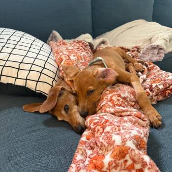 Pringle -  Hound Dog for Adoption in Chicago, Illinois - Pringle | PetCurious