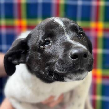 German Shepherd Dog Dogs Available for Adoption in Goleta, California - Snoopy | PetCurious