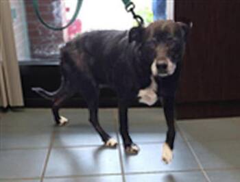 Rescue Mixed Breed Dogs for Adoption in Nashville, Tennessee - Magic | PetCurious