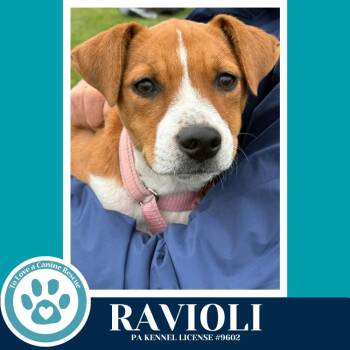 Boxer and Hound Dogs Available for Adoption in Kimberton, Pennsylvania - Ravioli (Pasta Pups) 042526 | PetCurious