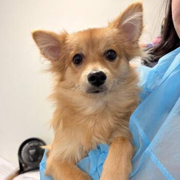 Joy -  Pomeranian Dog for Adoption in Philadelphia, Pennsylvania - Joy | PetCurious