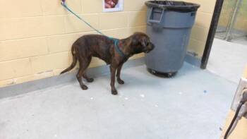 CARMILLA -  Fila Brasileiro and Mixed Breed Dog for Adoption in Tulsa, Oklahoma - CARMILLA | PetCurious