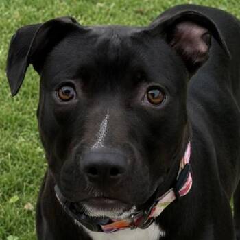 Babirasu -  Terrier Dog for Adoption in Jefferson, Wisconsin - Babirasu | PetCurious