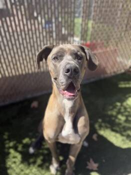 PATRICK -  Great Dane Dog for Adoption in Chula Vista, California - PATRICK | PetCurious