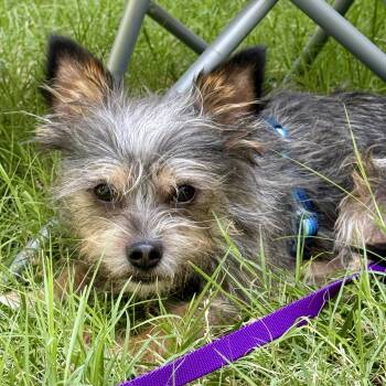 Blueberry -  Yorkshire Terrier and Chihuahua Dog for Adoption in Modesto, California - Blueberry | PetCurious