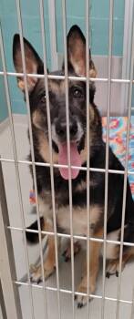 Ebony -  German Shepherd Dog and Mixed Breed Dog for Adoption in Fallston, Maryland - Ebony | PetCurious