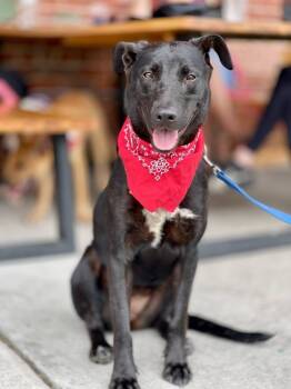 Rescue Mixed Breed Dogs for Adoption in Macon, Georgia - Marge | PetCurious