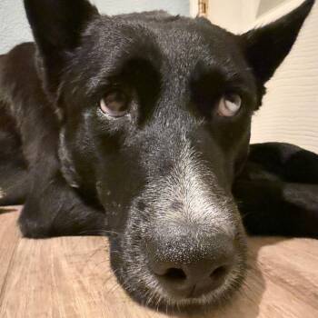 Husky and Shepherd Dogs Available for Adoption in Los Angeles, California - Zendaya | PetCurious