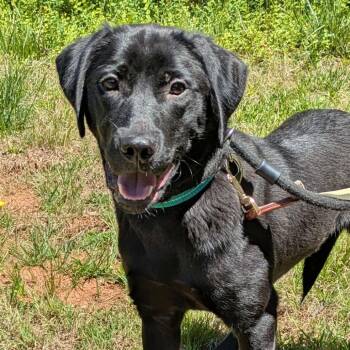 Black Labrador Retriever Dogs Available for Adoption in Charlottesville, Virginia - Sawyer | PetCurious
