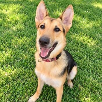 Zeus -  German Shepherd Dog Dog for Adoption in Baytown, Texas - Zeus | PetCurious