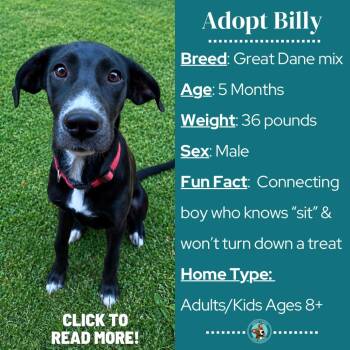 Billy -  Great Dane and Mixed Breed Dog for Adoption in Metamora, Michigan - Billy | PetCurious