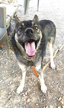 ROSCOE -  Shepherd Dog for Adoption in Pegram, Tennessee - ROSCOE | PetCurious