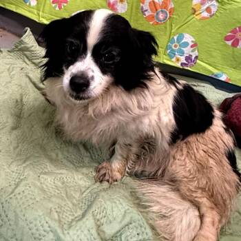 Avalanche -  Mixed Breed Dog Available for Adoption in Aldie, Virginia - Avalanche | PetCurious