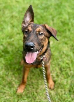 German Shepherd Dog Dogs Available for Adoption in Charlotte, North Carolina - GRIFF | PetCurious