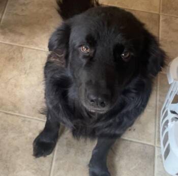Odin - Foster Needed -  Retriever and Black Labrador Retriever Dog for Adoption in Monticello, Minnesota - Odin - Foster Needed | PetCurious