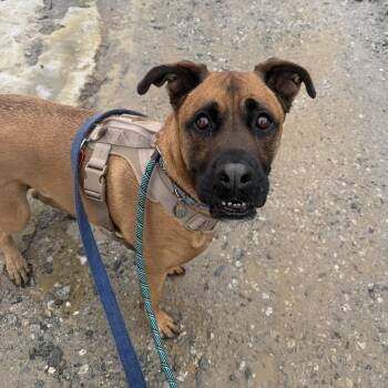 Boxer and Mastiff Dogs Available for Adoption - Charlie | PetCurious